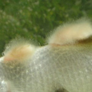 The fungus saprolegnia causes cotton wool growths.