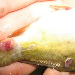 Crucian carp. Cyst in ventral and caudal areas.