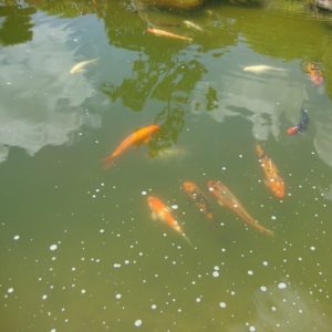 Mẹo Phát Hiện Và điều Trị Nấm ở Cá Koi Hiệu Quả Ichthyophonus (Very Rare)