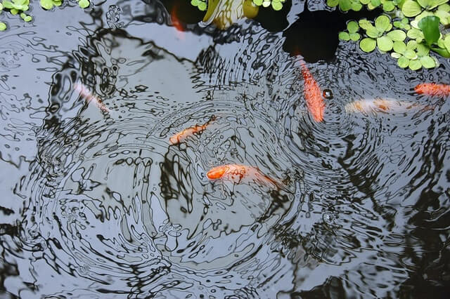 Những Yếu Tố Cần Thiết Của Hồ Cá Koi Là Gì? Những Yếu Tố Cần Thiết Của Hồ Cá Koi Là Gì?