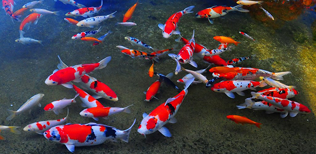 Thức Ăn Cho Koi