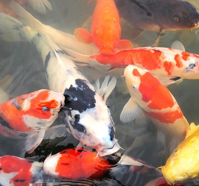 Some Koi Are Very Valuable & Expensive