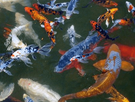 Chăm Sóc Hồ Cá Koi Cho Người Mới Bắt đầu (một Sở Thích Của Cuộc Sống)| Bên Ngoài Sự Hiện đại