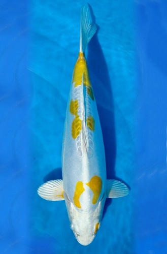 Cá koi doitsu hariwake màu vàng kim quý hiếm