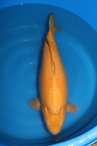 Cá koi doitsu karashigoi với một màu duy nhất