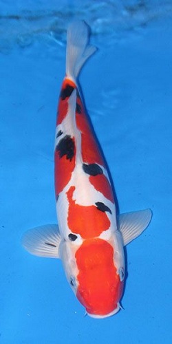 Cá koi Doitsu Sanke