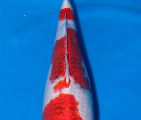 Phần lưng cá Koi Goromo với vẩy ai màu đen