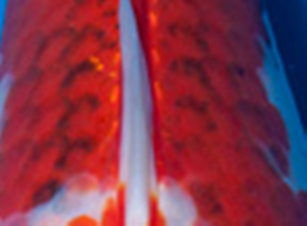 Màu sắc vẩy đạt chuẩn đối với cá Koi Goromo