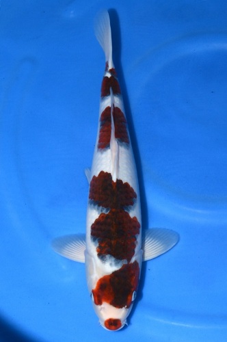 Cá koi Budo Goromo với màu đỏ bầm như màu nho chín
