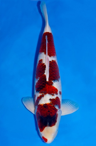 Một con cá Koi Ai Goromo màu sắc đẹp đúng tiêu chuẩn