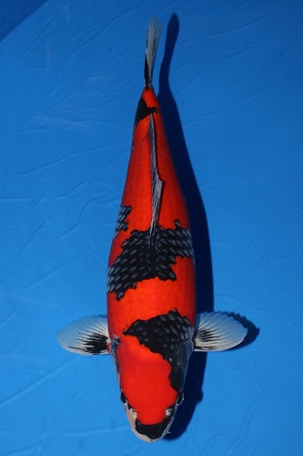 Cá Koi Ai Goshiki với lớp vẩy ấn tượng