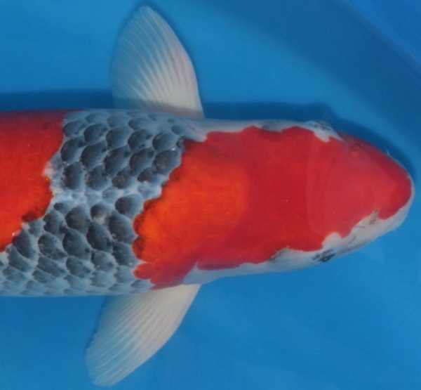 Phần đầu của cá Koi Goshiki