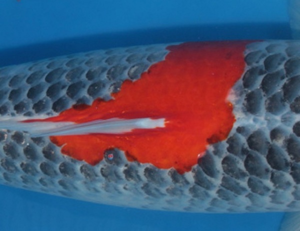 Cá Koi Ghoshiki