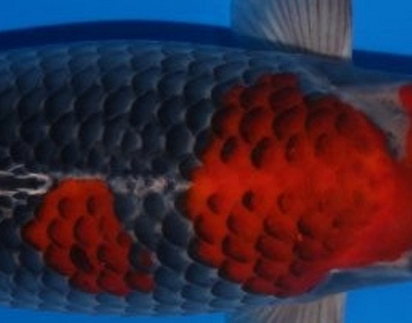 Bệt màu đỏ hi kèm vẩy của cá Koi Goshiki