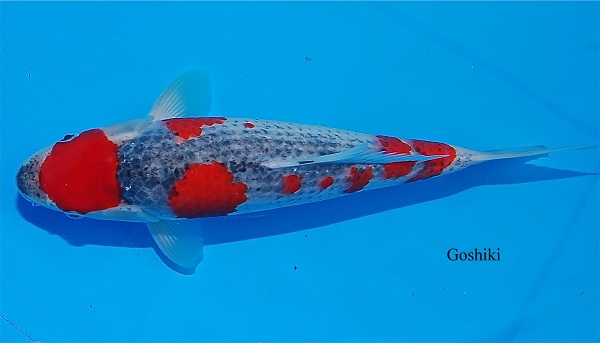 Cá Koi Ginrin Goshiki với lớp vẩy óng ánh kim loại