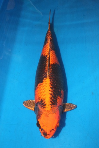 Cá koi Hikari hi utsuri màu đen đỏ