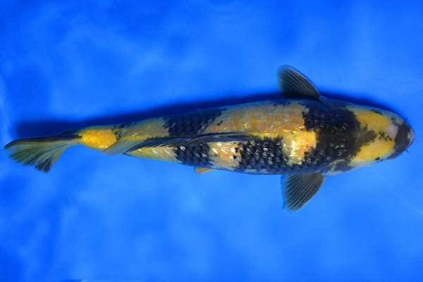 Cá koi Hikari ki utsuri màu đen vàng hiếm nhất