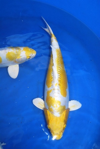 Cá Koi Hikarimoyo Cá Koi Lemon Hariwake màu vàng chanh rực rỡ