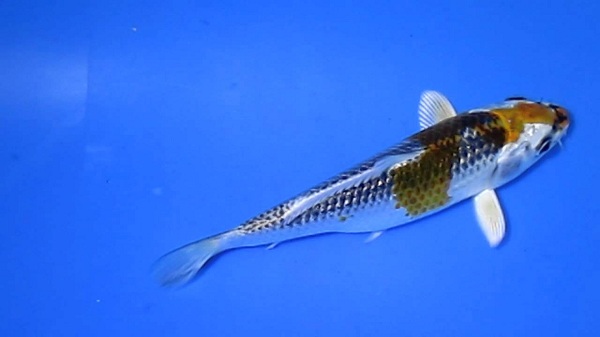 Cá Koi Hariwake Matsuba với vệt màu vàng sậm