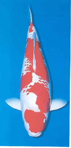 Cá Koi Kanoko