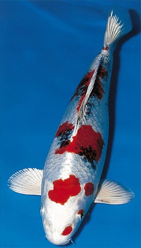 Cá Koi Yamato Nishiki