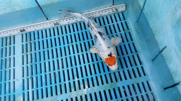 Một con cá koi doitsu yamato nishiki với các vệt sumi nhỏ rải rác trên thân