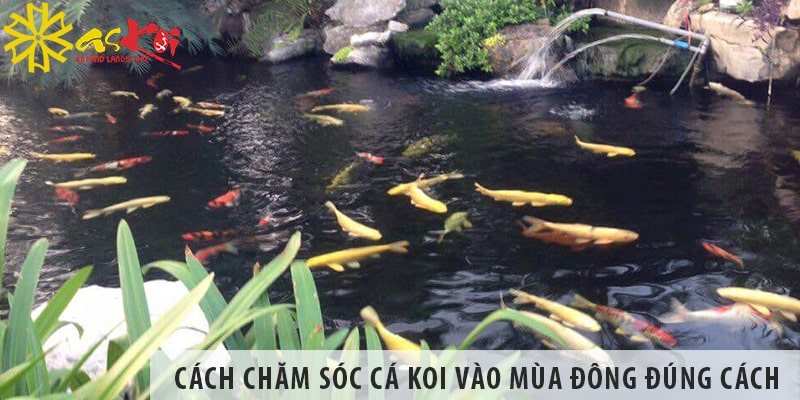 Chuẩn Bị Ao Và Cá Cho Mùa đông