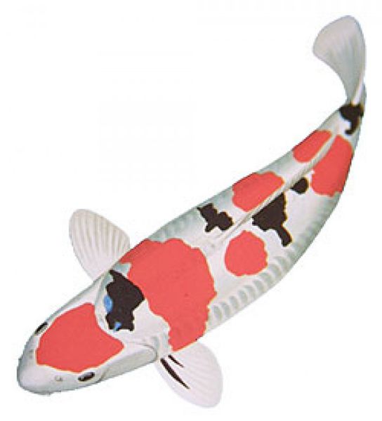 Cá Koi Hikarimoyo