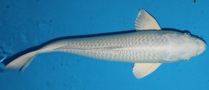Cá Koi Platinum Ogon với màu trắng bạc thuần khiết
