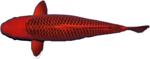 Cá Koi Matsuba