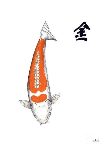 Cá Koi Doitsu