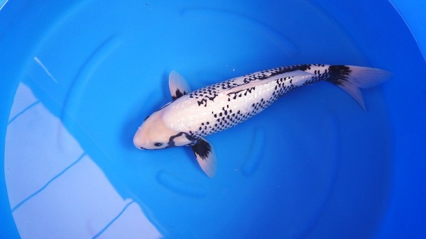 Cá Koi Matsukawabake