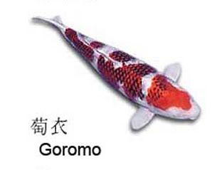 Cá Koi Goromo