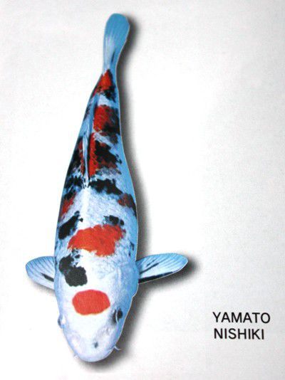 Cá Koi Yamato Nishiki