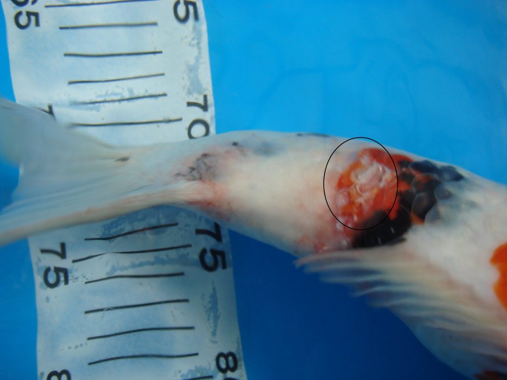Kiểm Tra Vi Rút Herpes ở Cá Koi