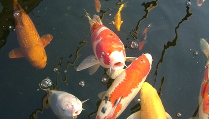 Vấn đề Cá Koi Không đẻ Trứng