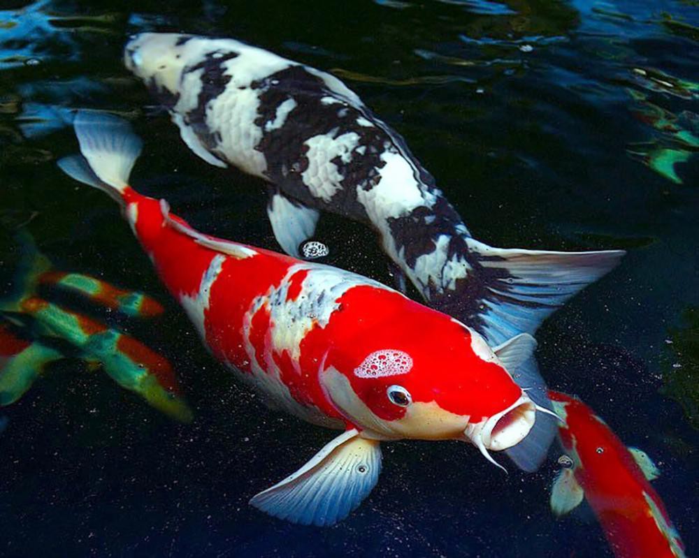 Cá Koi Nhật Bản: Sơ Lược Về Lịch Sử