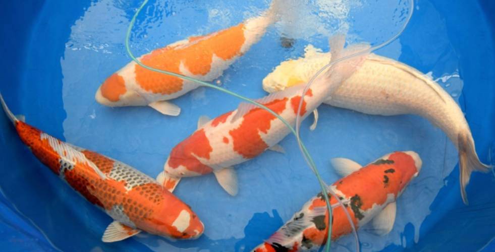Câu Chuyện Về Cá Koi: Những Con Cá Vô Giá Của Nhật Bản Gây Chú ý