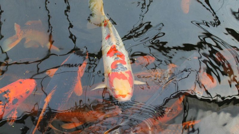 Koi Nhật Bản Có điều Gì đặc Biệt? Koi Nhật Bản Có điều Gì đặc Biệt?