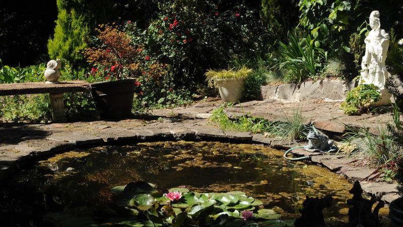 Cách để Giữ Hồ Cá Koi Sạch Sẽ