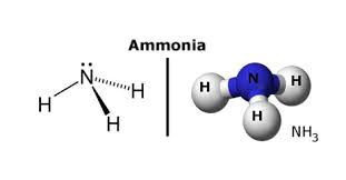 Amoniac Trong Hồ Koi Là Gì? Cách Kiểm Soát Amoniac đơn Giản, Hiệu Quả