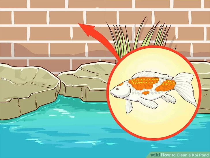 Cách Làm Sạch Hồ Cá Koi