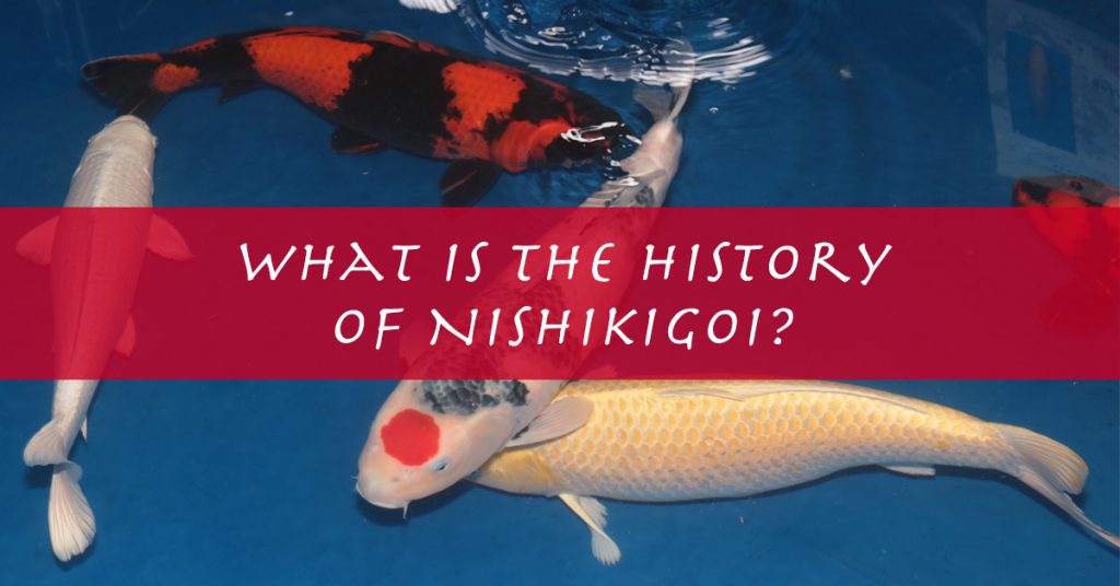 Nishikigoi Là Gì? – Lịch Sử Cá Koi – Giải Thích Và ý Nghĩa