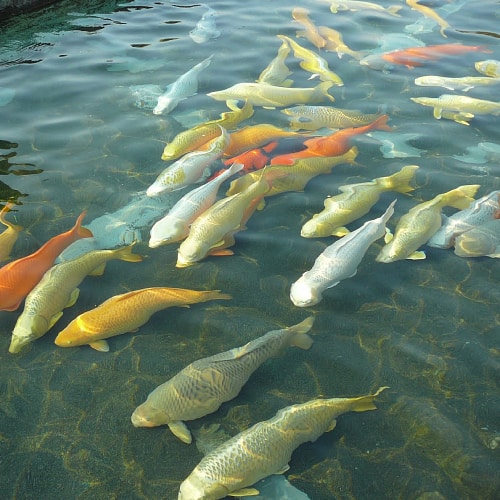 Giá Của Cá Koi Là Bao Nhiêu? (biểu đồ So Sánh Giá Cá Koi) Giá Của Cá Koi Là Bao Nhiêu? (biểu đồ So Sánh Giá Cá Koi)