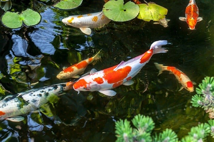 Hướng Dẫn Chăm Sóc Ao Nuôi Cá Koi Một Cách Cơ Bản