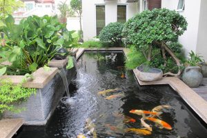 Lưu ý Cần Biết Khi Muốn Xây Dựng Hồ Cá Koi ở Sân Vườn