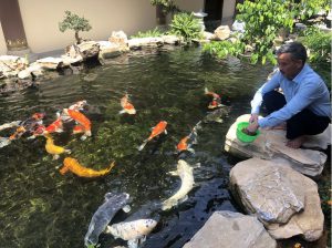 Lưu ý Cần Biết Khi Muốn Xây Dựng Hồ Cá Koi ở Sân Vườn