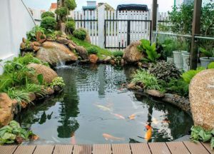 Những Giá Trị Thực Hồ Cá Koi Mang Lại Cho Cuộc Sống Con Người