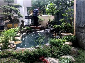 Những Giá Trị Thực Hồ Cá Koi Mang Lại Cho Cuộc Sống Con Người