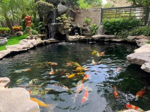 Những Giá Trị Thực Hồ Cá Koi Mang Lại Cho Cuộc Sống Con Người
